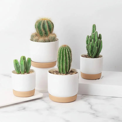 BOTANICAIR – Smart Self-Watering Flower Pot for Indoor & Office Plants