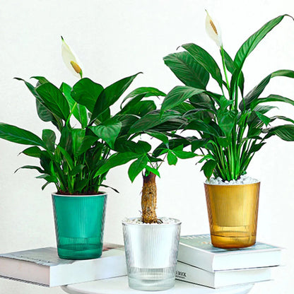 CLEARBLOOM – Self-Watering Clear Planter for Indoor & Outdoor Plants