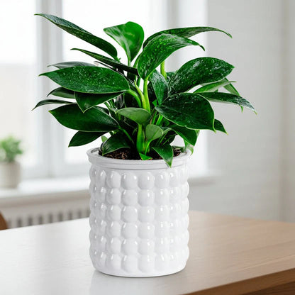 ECOBLOOM – Eco-Friendly Self-Watering Hydroponic Flower Pot for Modern Home Decor